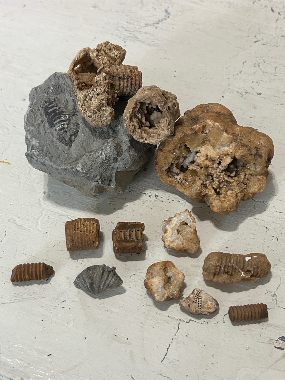 Natural Brown and Gray Fossil & Geode Accent Bundle